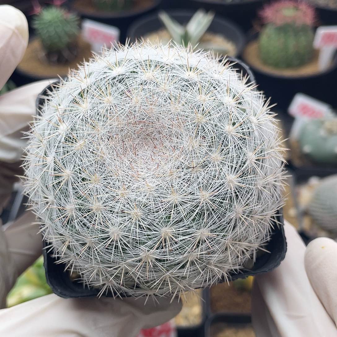 实生樱月仙人球多肉