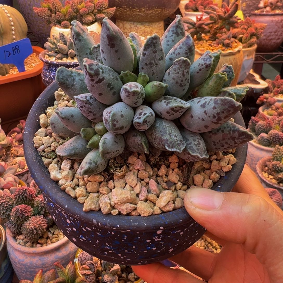 一物一拍，感谢支持