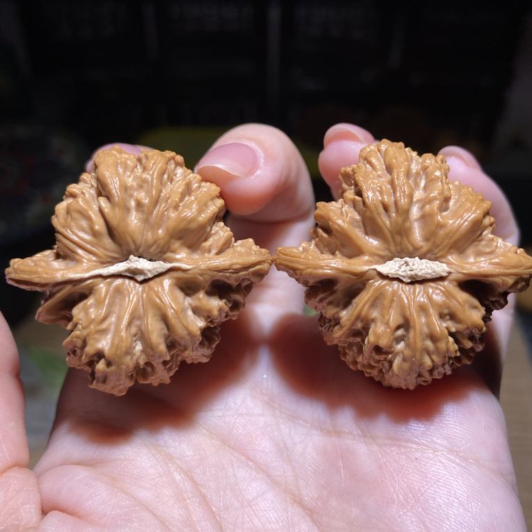 石膏底密纹狮子头文玩核桃手把件 38边37肚36高
