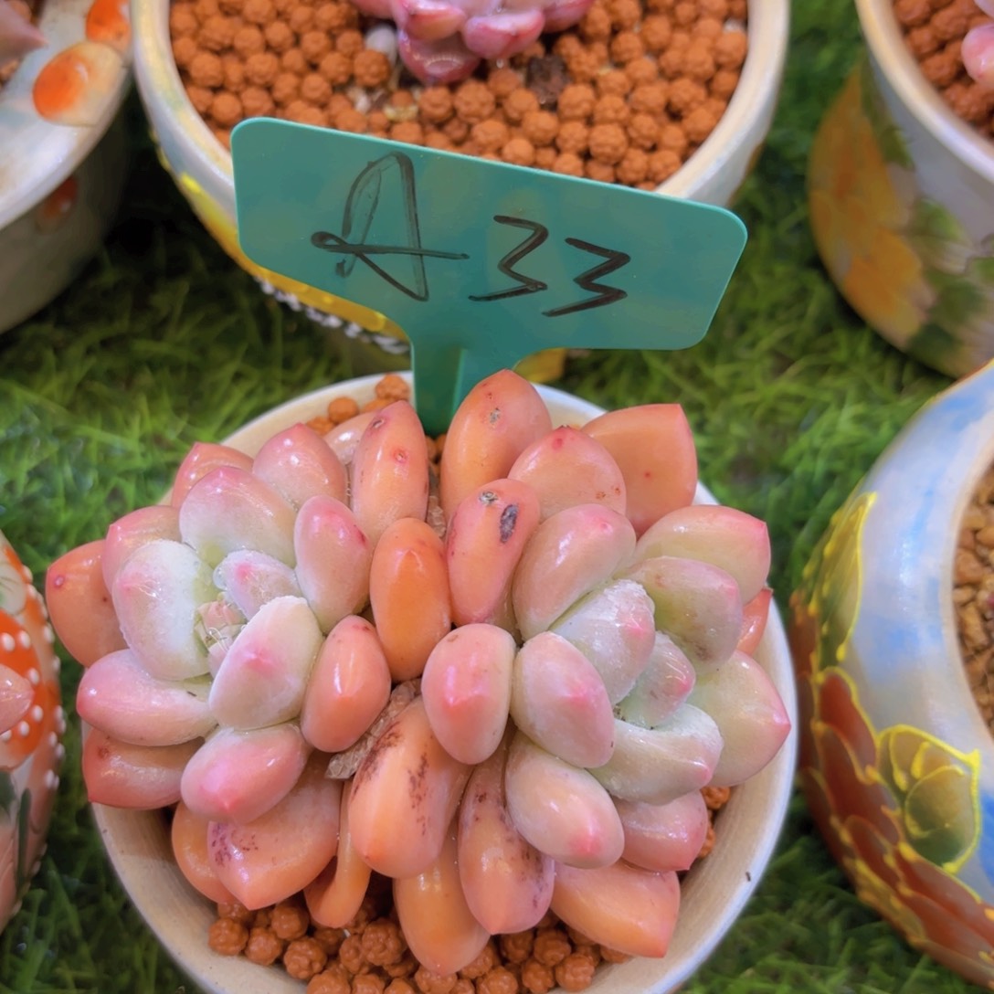 心*我的小可爱们都好可爱