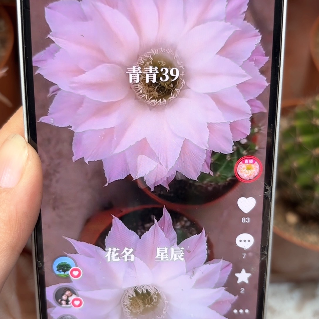 彩草39号7公分左右