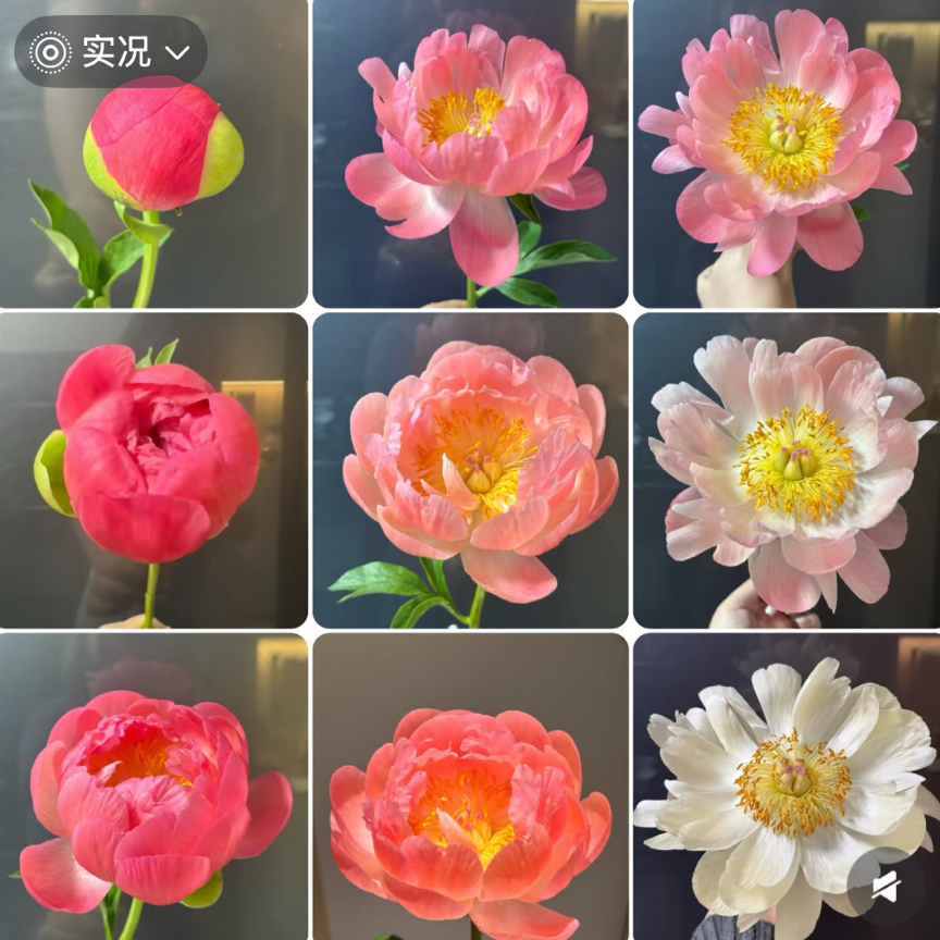 落日珊瑚荷兰进口芍药花洛阳基地直发