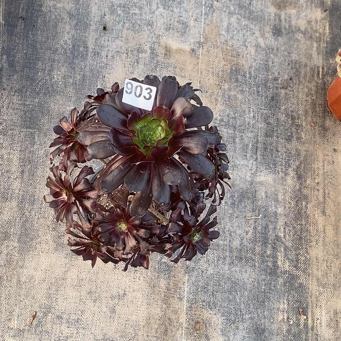 903魔法师高度40公分送保温