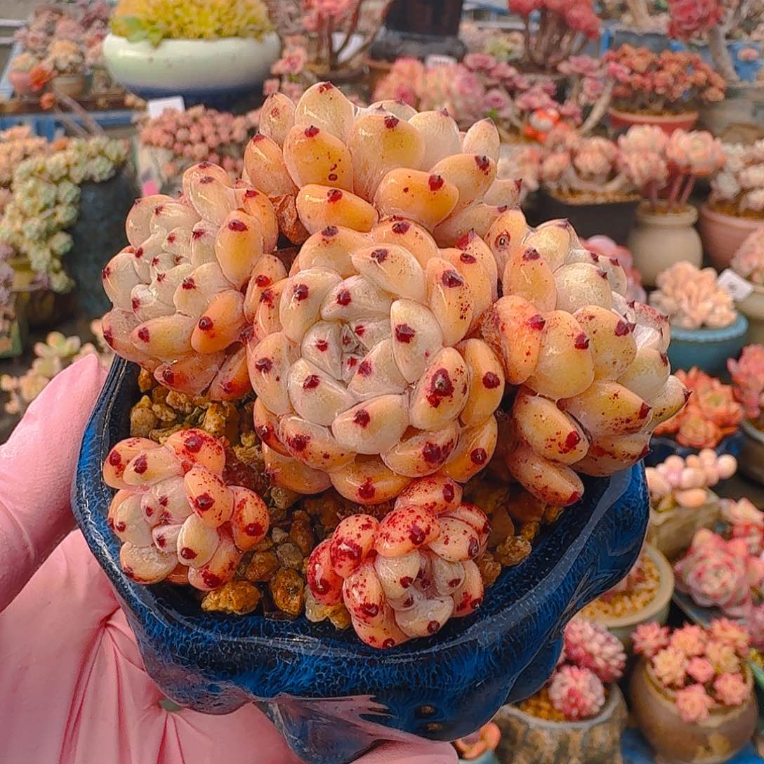 雪爪一图一物拍满68包顺丰不退不换