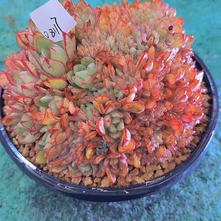 08117龙骨红丝缀多肉植物