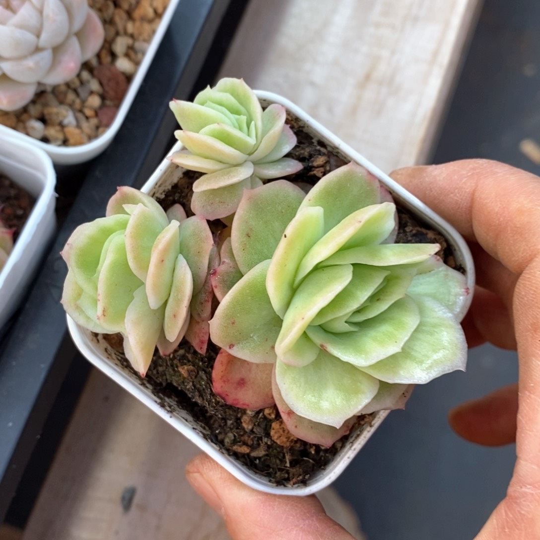 精品多肉一物一拆不包整82