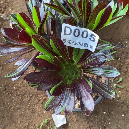 005水墨丹青砍过多肉