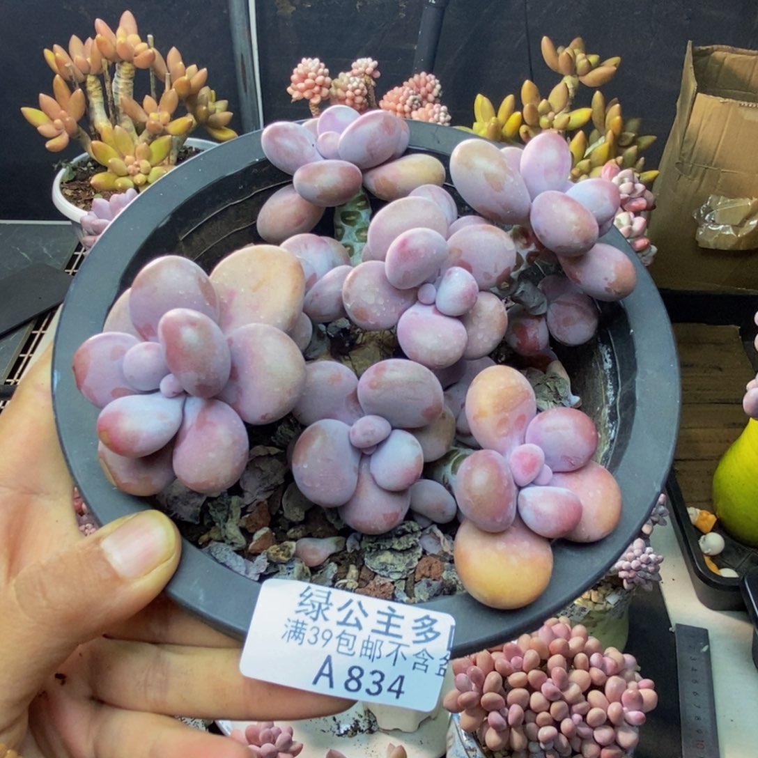 木*834腰子桃蛋多肉10c m