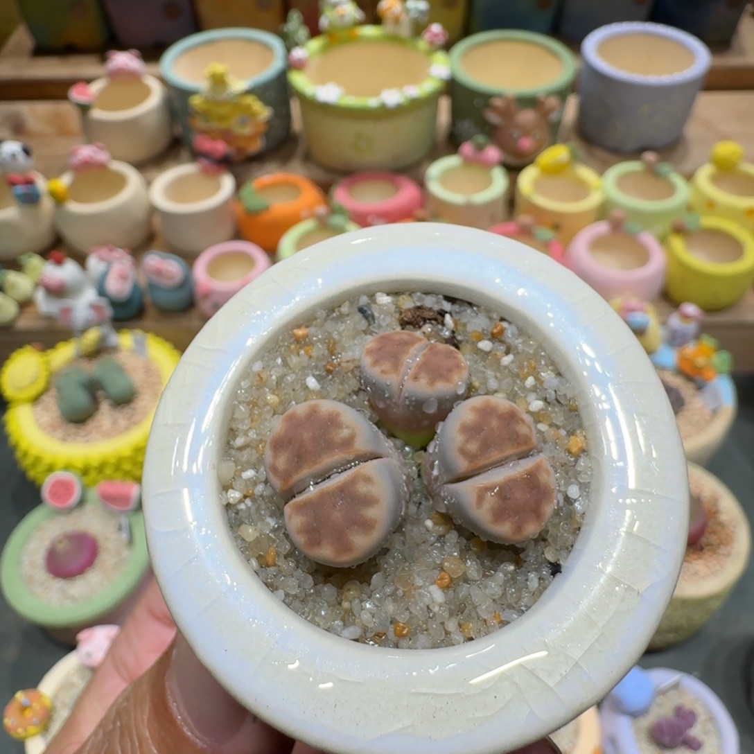 蘑菇1116粉红豹多肉植物