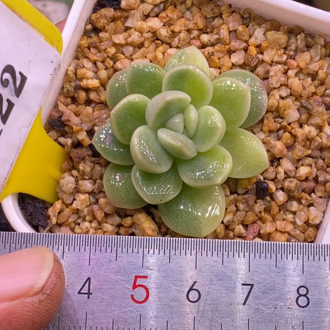 7122冰玉锦，非石化锦