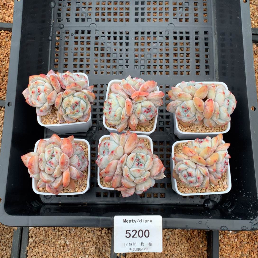 特5200精控星影石榴籽3头5厘米6颗一组