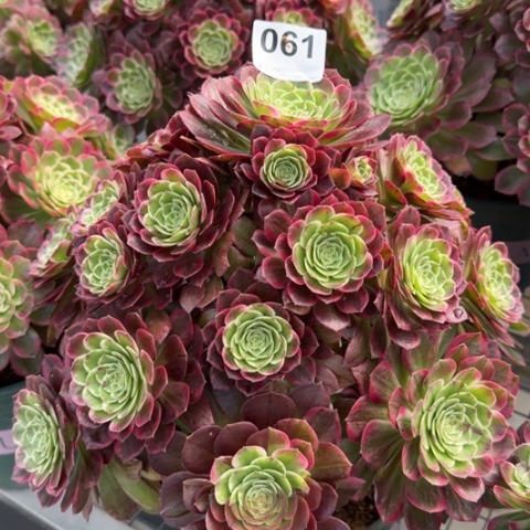 061莲花26厘米左右