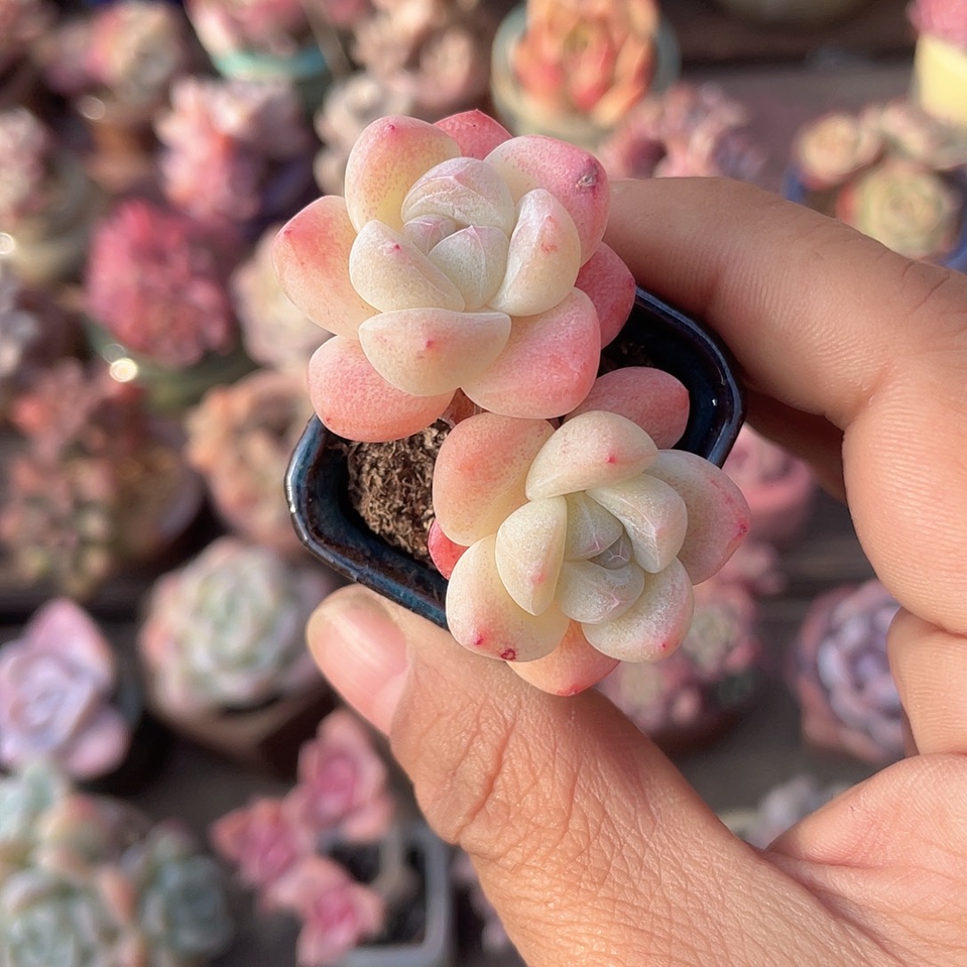 带盆发货 3.5口盆 冰玉