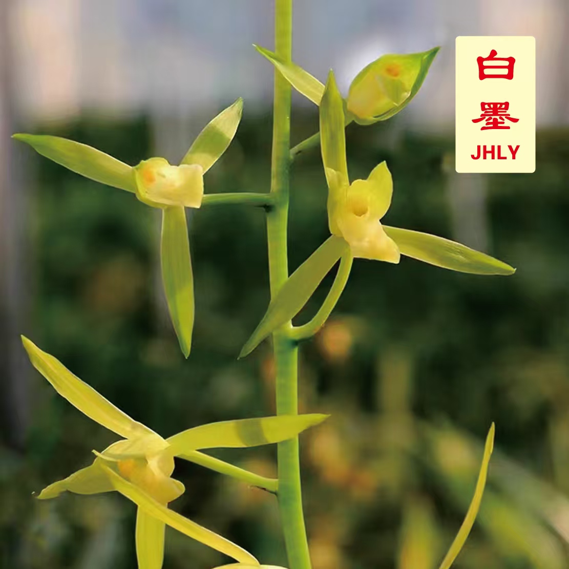 墨兰-白墨 【墨兰经典 碧绿高杆大串年宵花】[叶片油绿 高大挺拔]