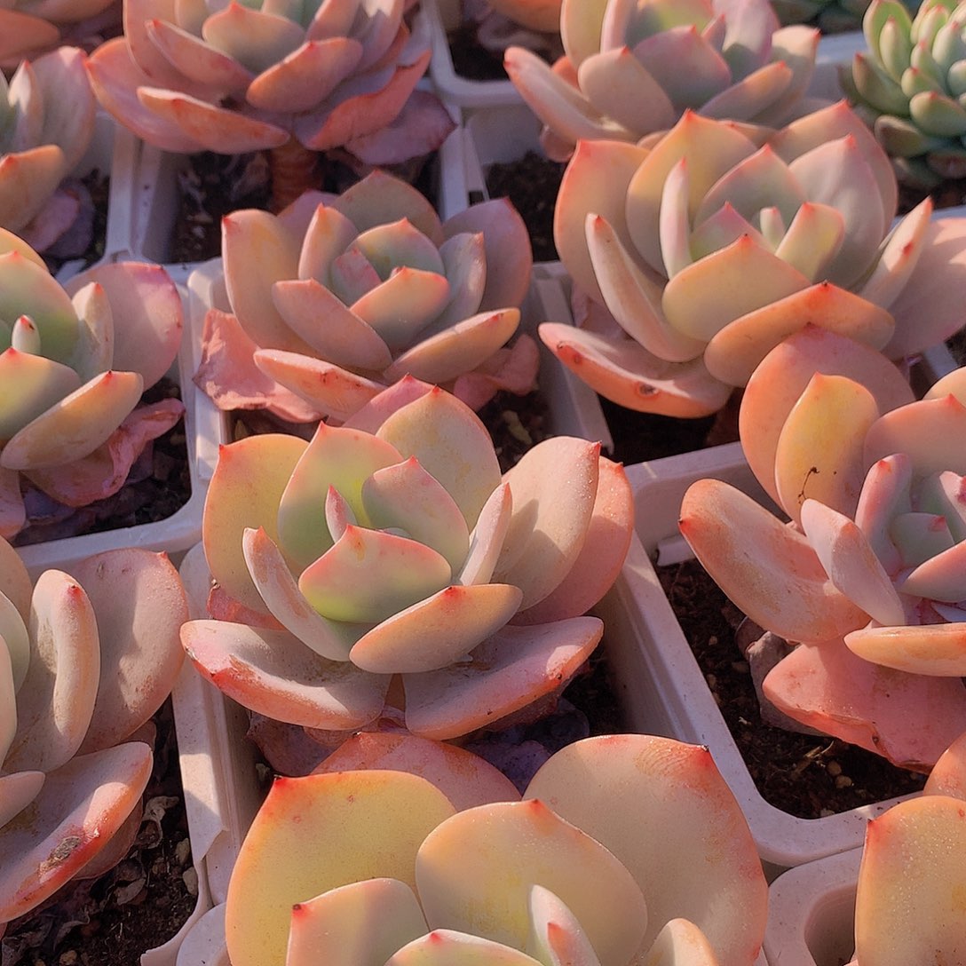 老庄白凤3567789990000 