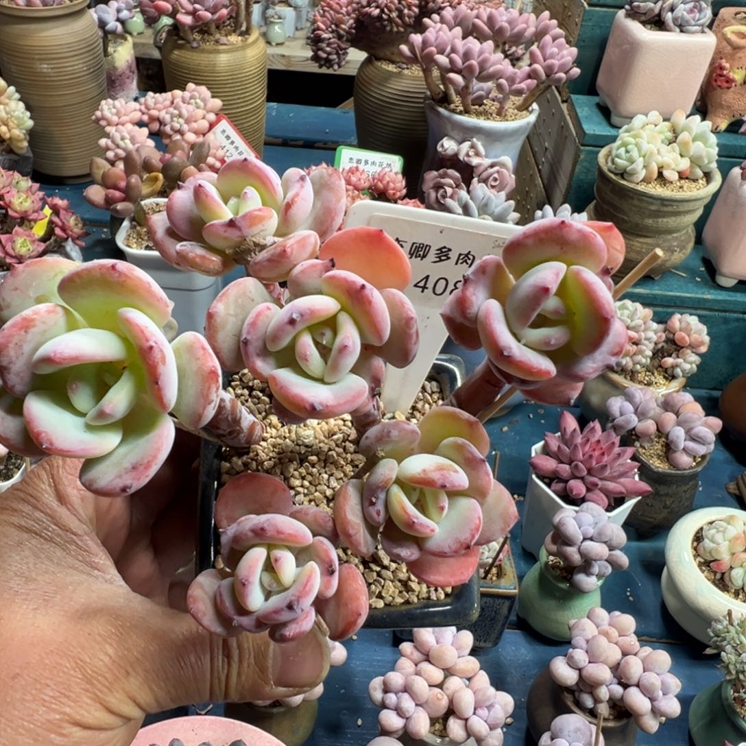 408白月老桩无砍000