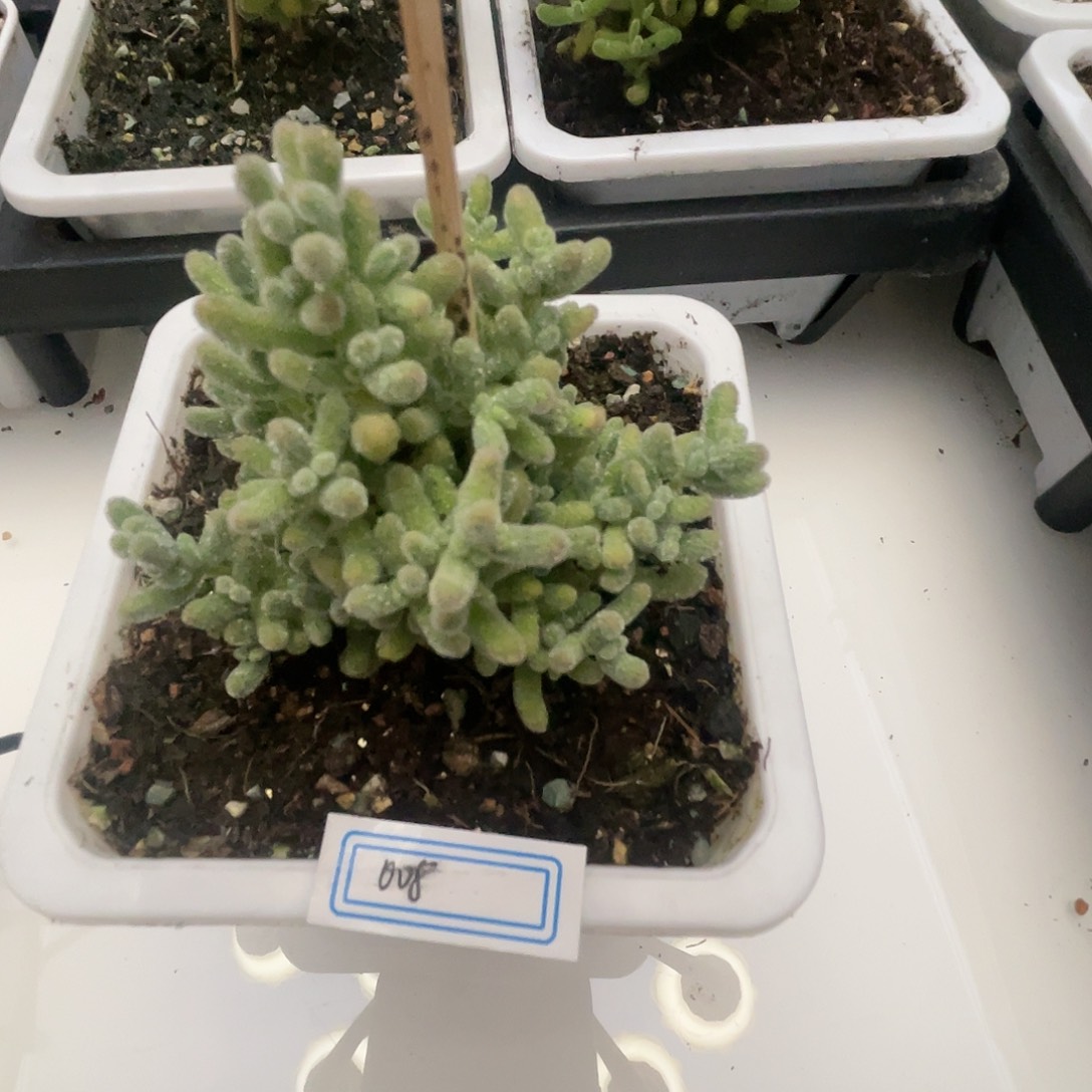 008冰钻枝干番杏