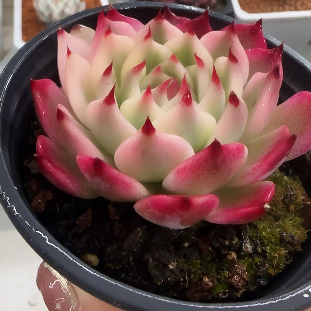 吉娃娃锦多肉植物