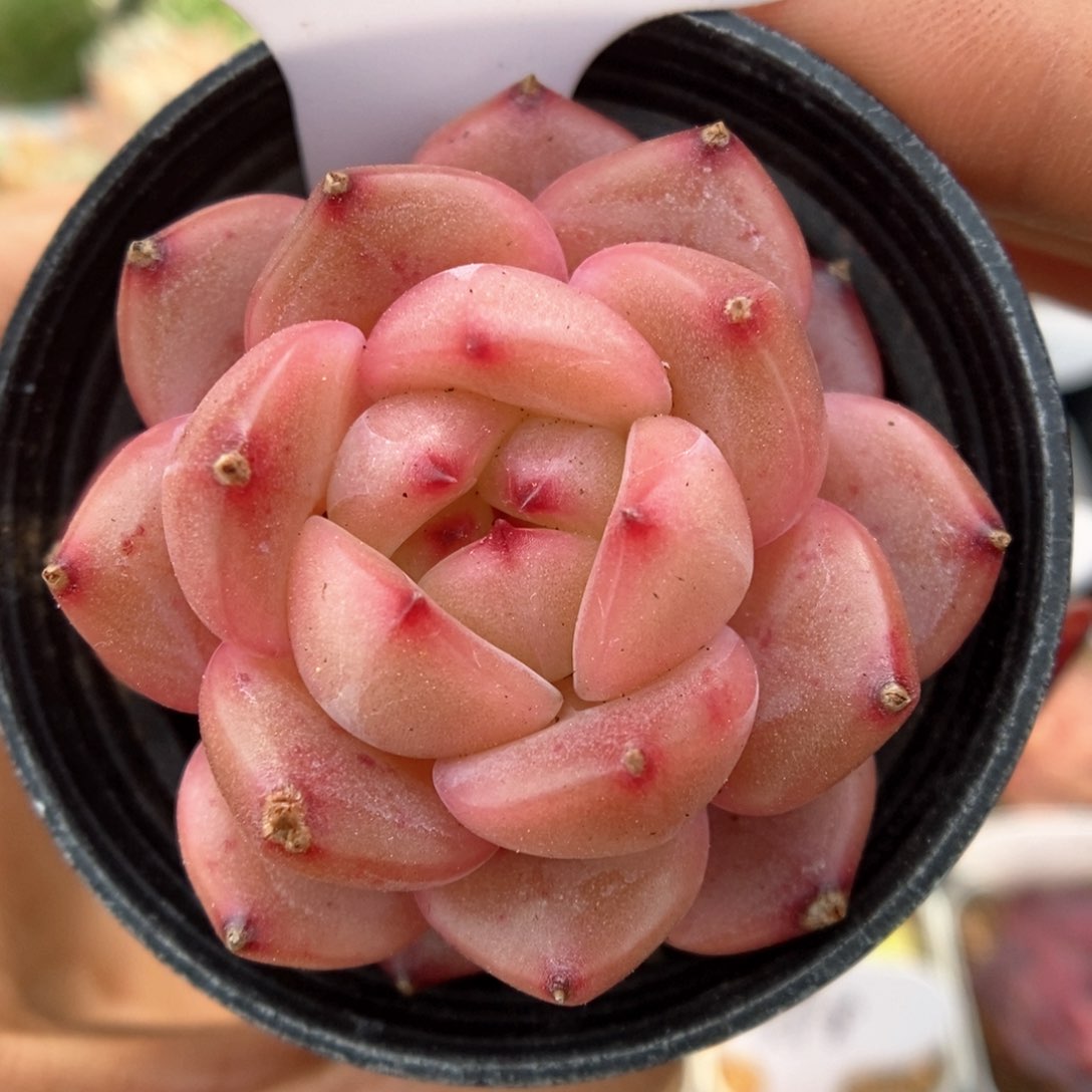 油透珍妮可拍9705号。