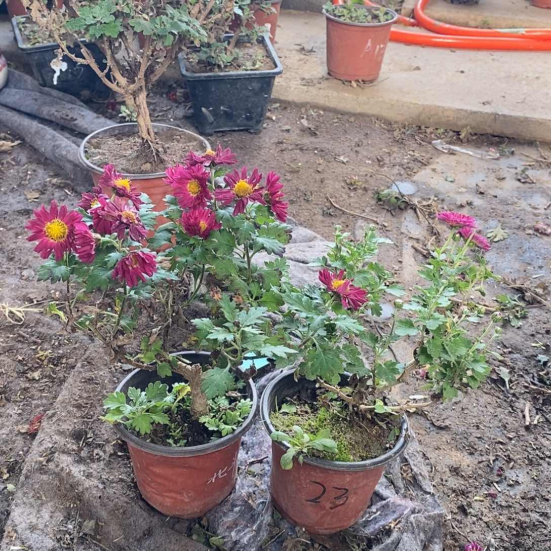 紫***丹完全开放菊花菊花盆景