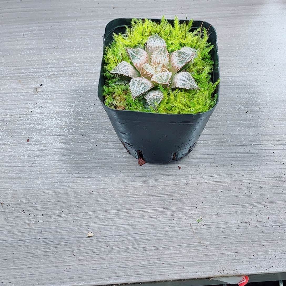 彩虹城玉露一勿一拍