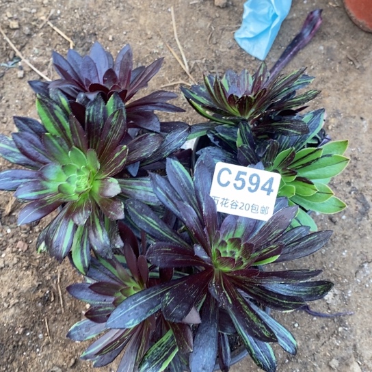 594水墨丹青三棵砍过多肉