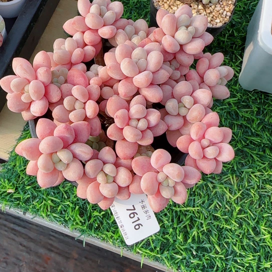 鱼子酱无砍，7616多肉植物