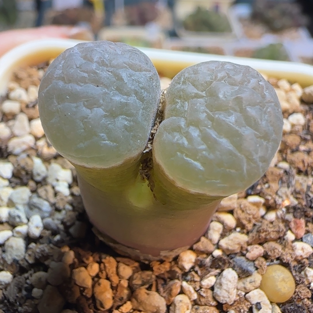 多肉植物白云窗磁铁164号