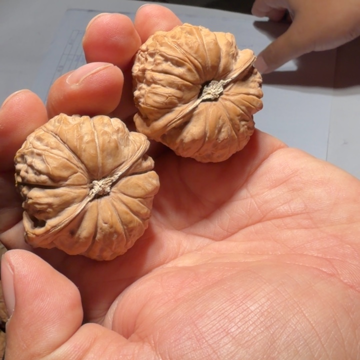 文玩核桃把件534号全品南瓜墩44mm