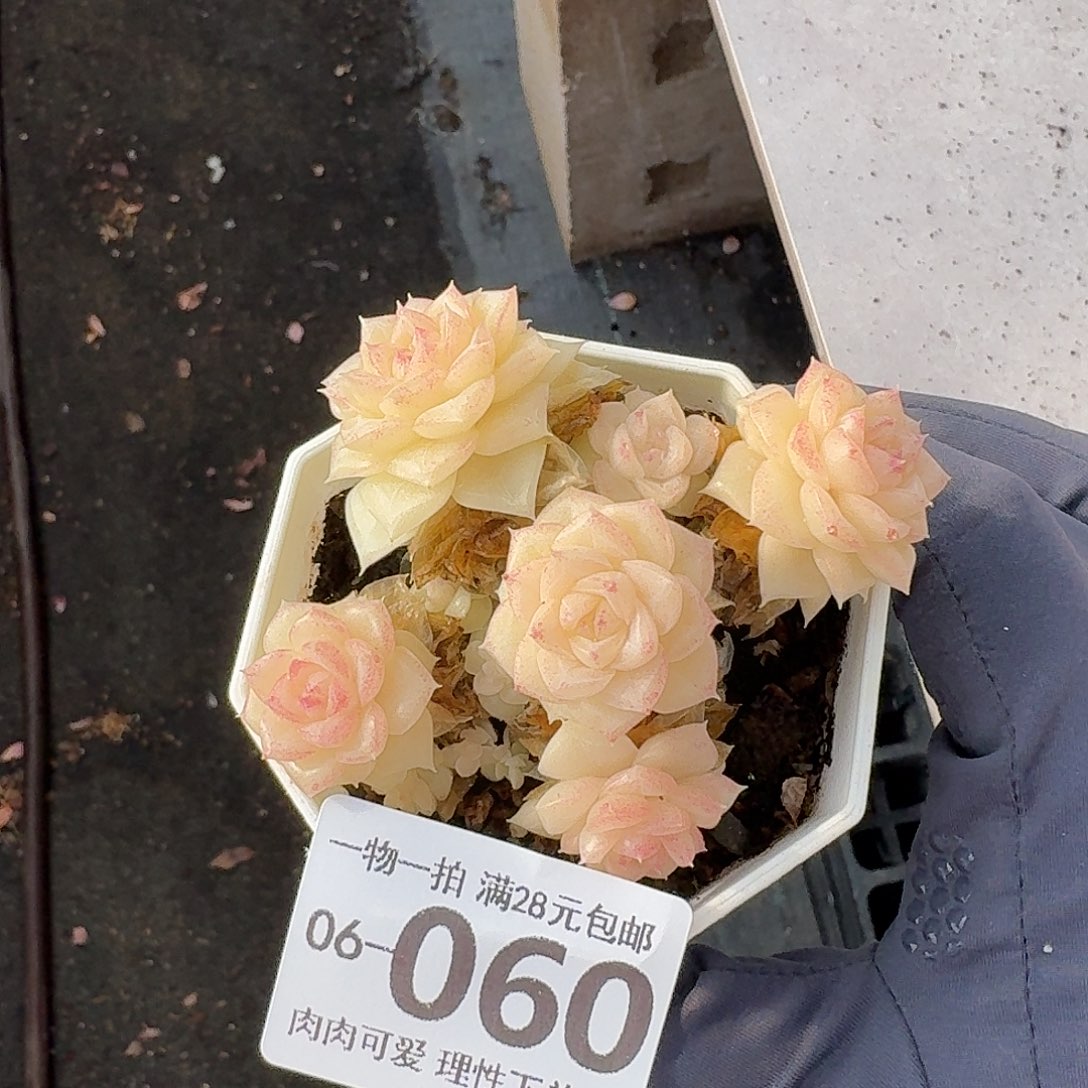 米***豆白天鹅无盆土发货