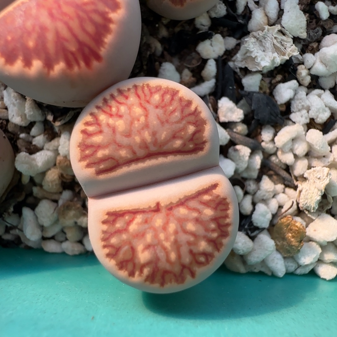 11.18。萌肉红窗菊。8046