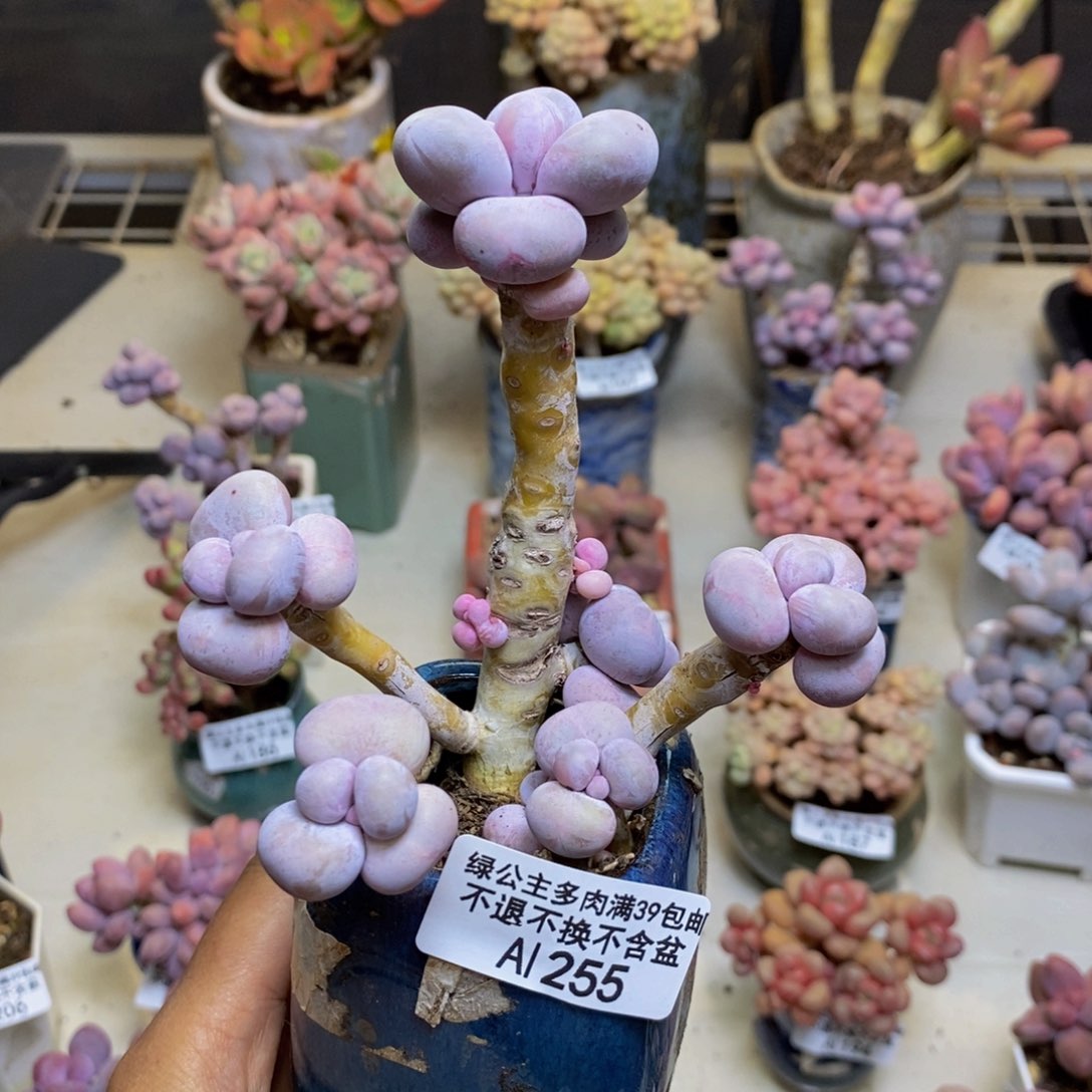 255芭比奶多肉8c m