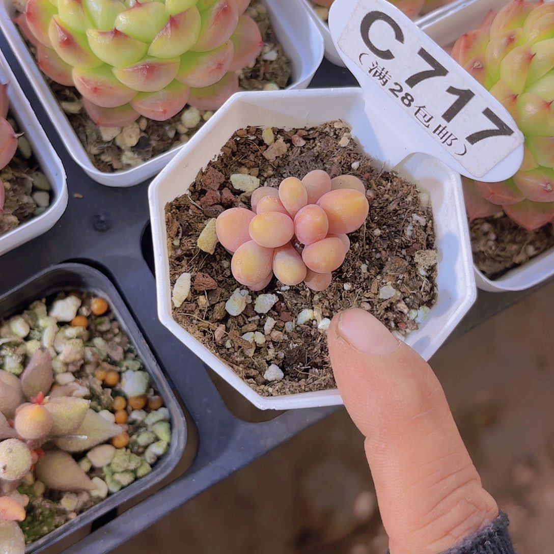 C717芒果奶一物一拍