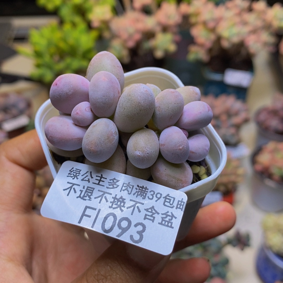 093糖豆奶多肉4cm