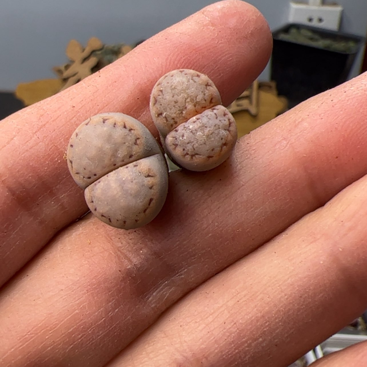 【闪购商品】00000007