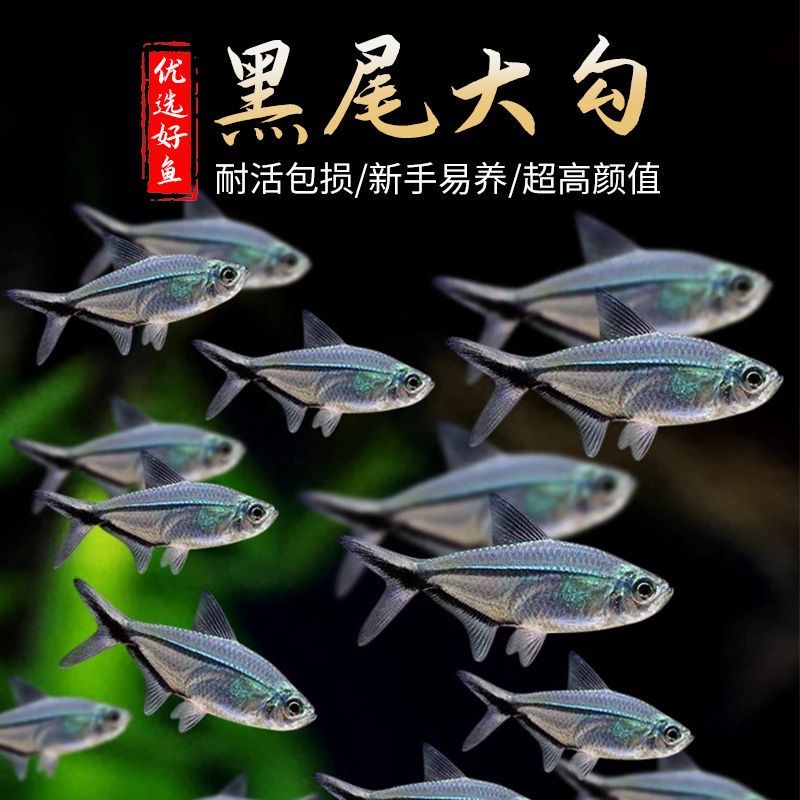黑尾大勾鱼热带观赏鱼灯鱼草缸溪流缸裸缸南美群游好养皮实新手鱼