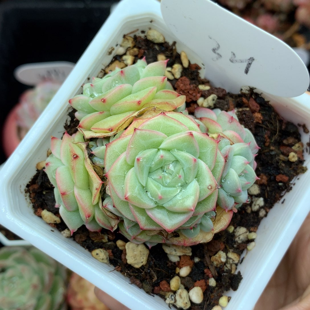 定繁珍妮麦秆捧花群321