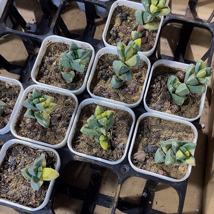 鹿角海棠锦带盆土发