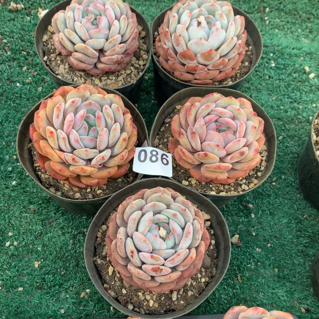 086橙子多肉植物组合