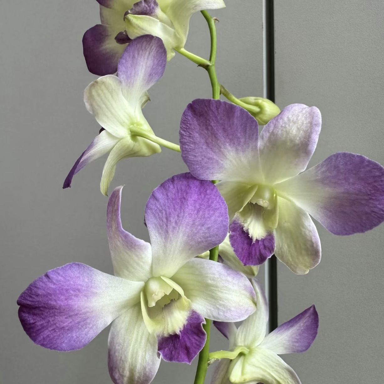 贵夫人【秋石斛】紫色（5度以下拍保温棉，不拍冻死冻伤不售后）