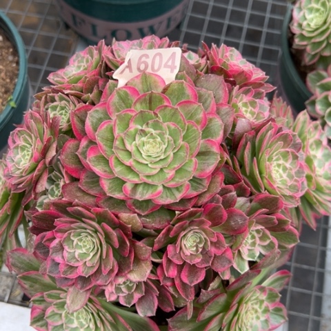 604莲花20厘米左右