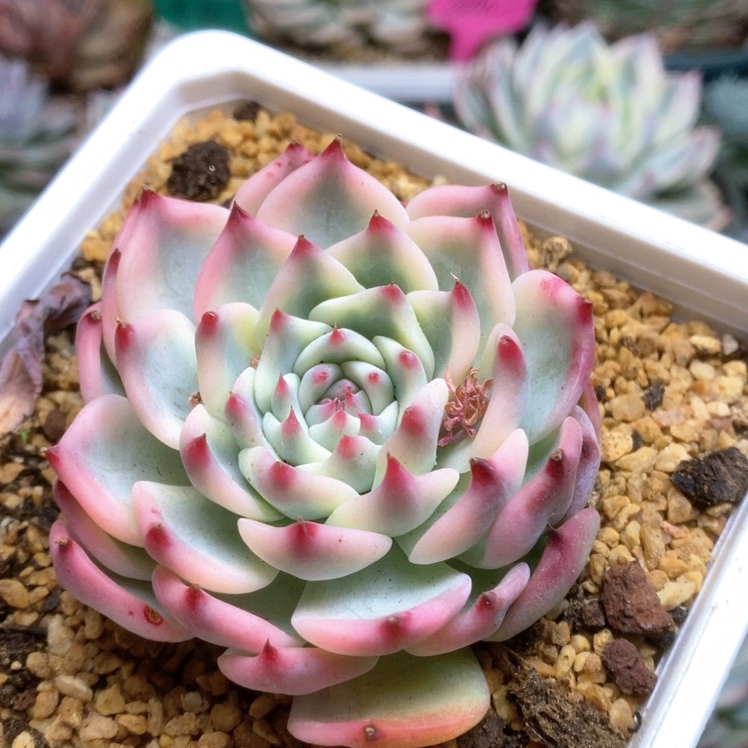 158锦锦锦锦锦锦锦锦