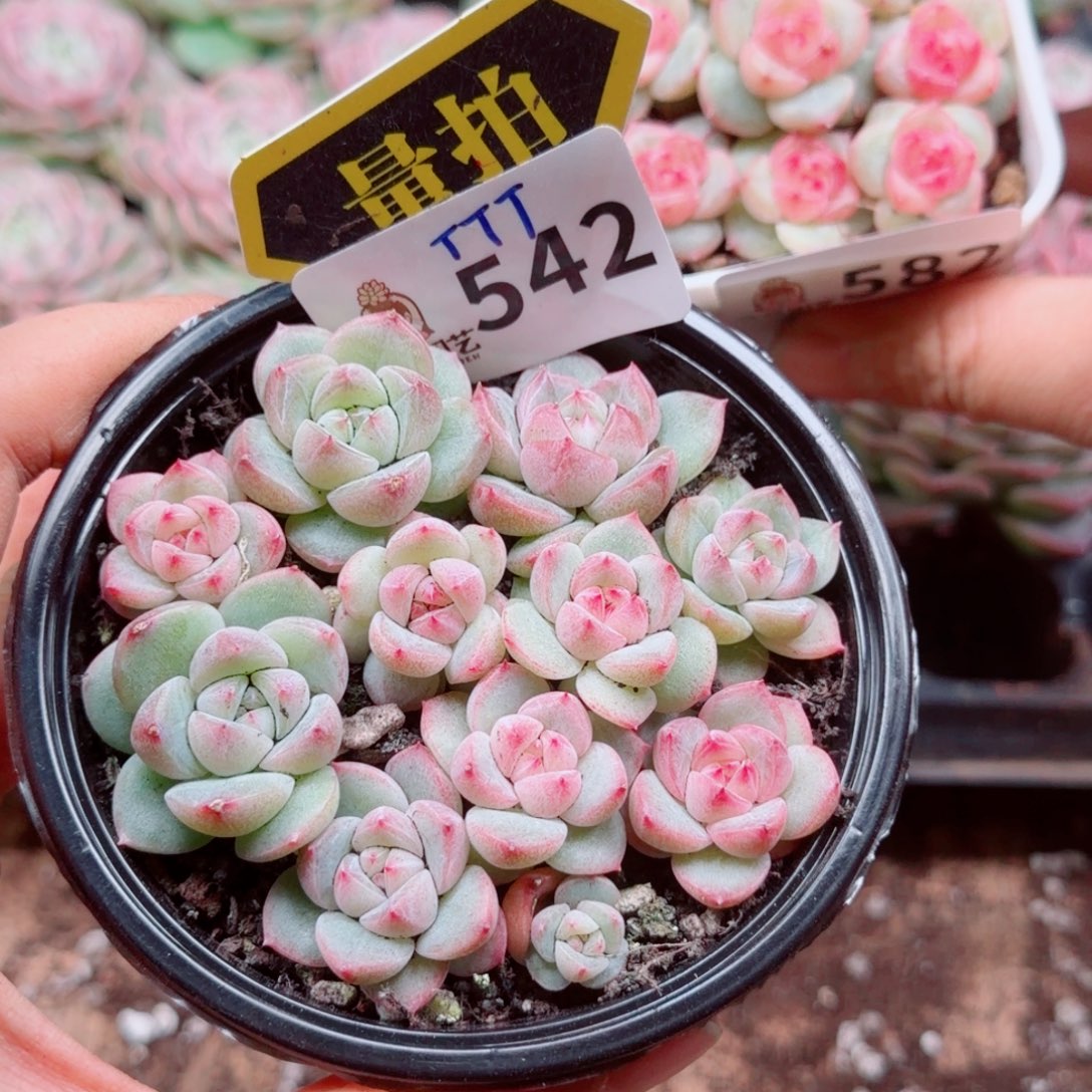 多肉植物多肉植物
