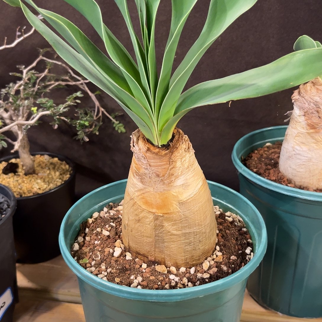 小****汤圆植物巨凤之卵