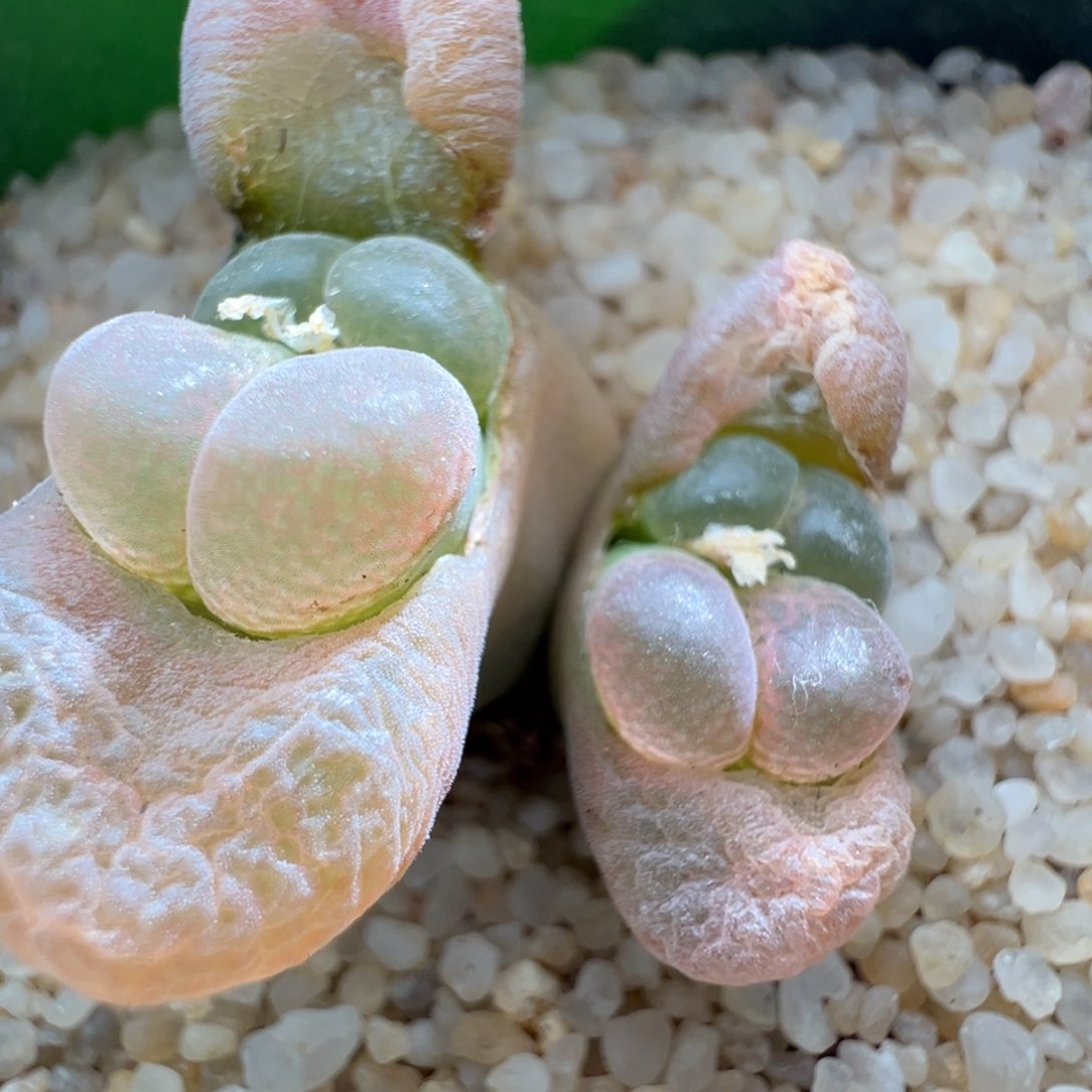 938青蛙优选1089鲑鱼粉四年半四头
