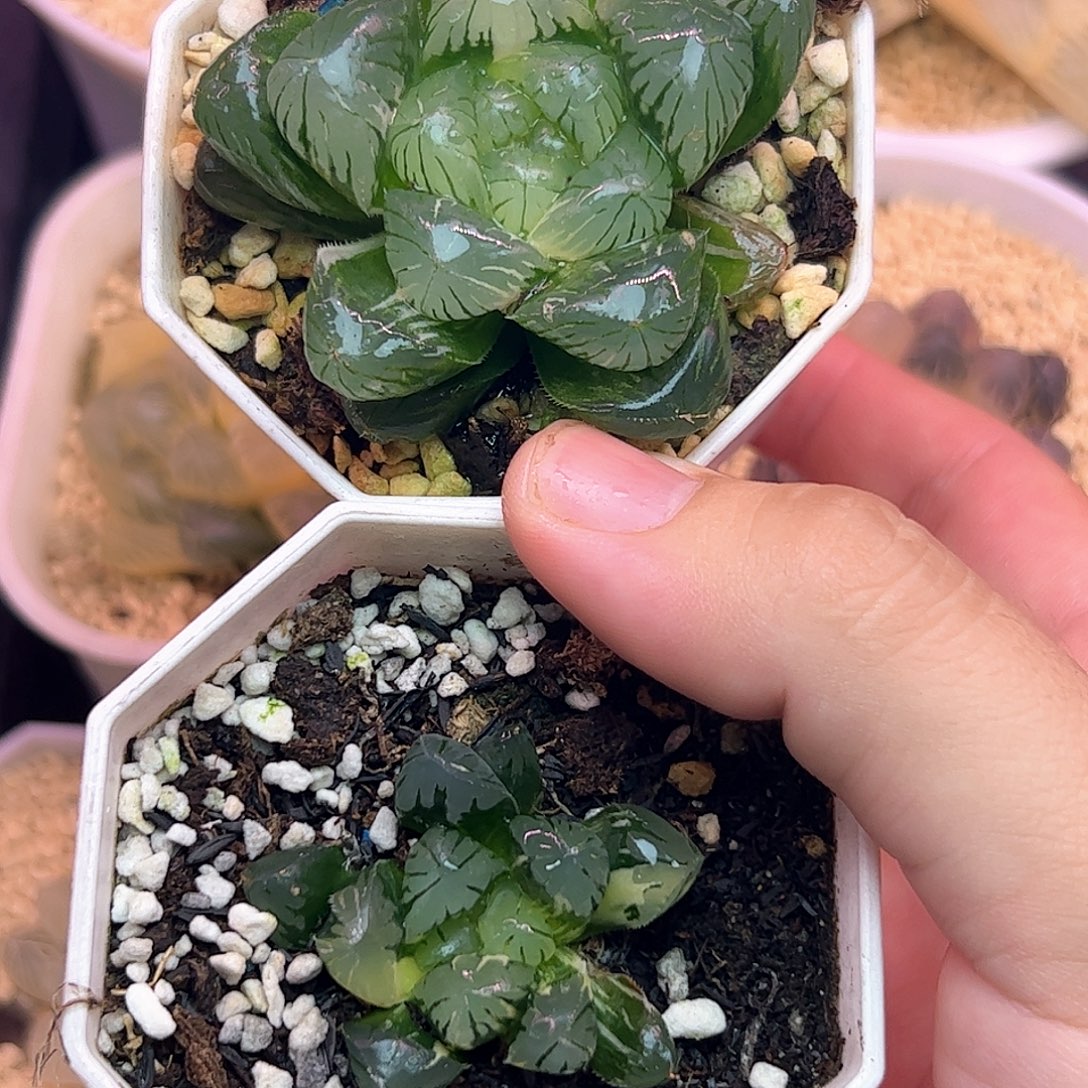 玉露超值福利价格