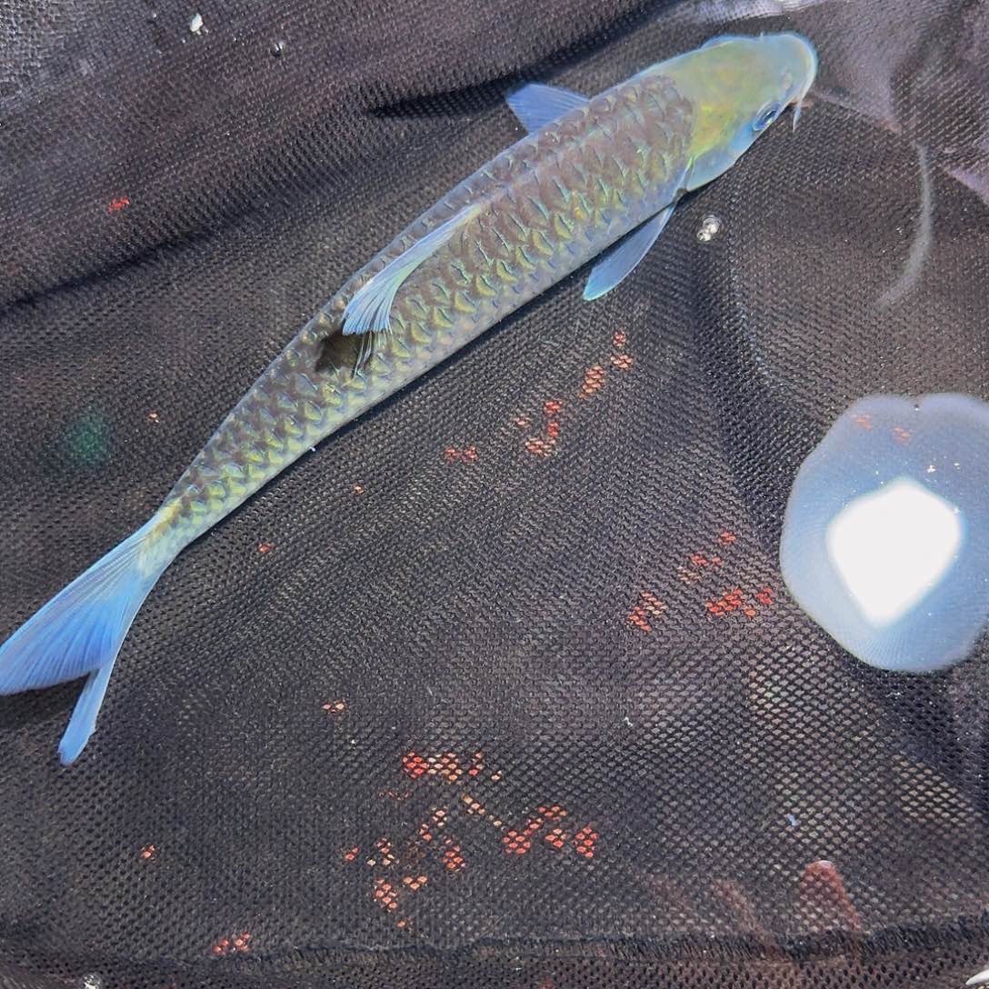 吉罗鱼异口异口23