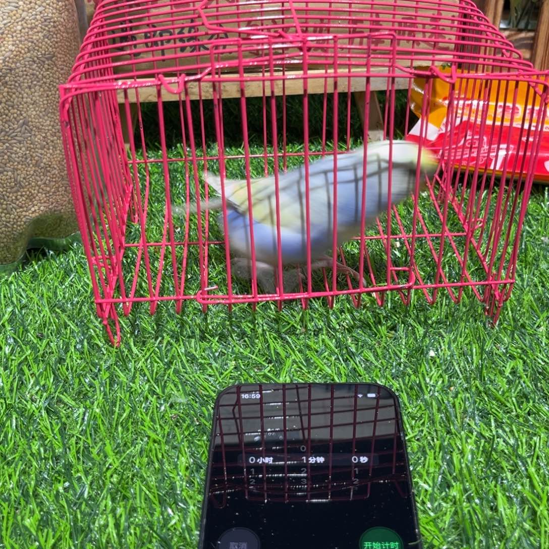 瑞****虎皮鹦鹉金彩虎皮鹦鹉一只，一物一拍不退换竞拍