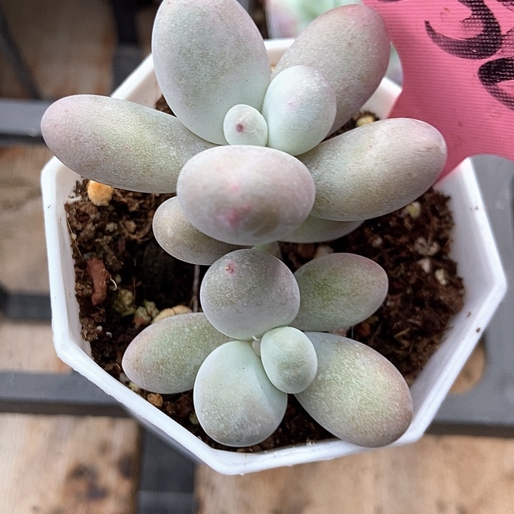多肉植物蛋黄奶358