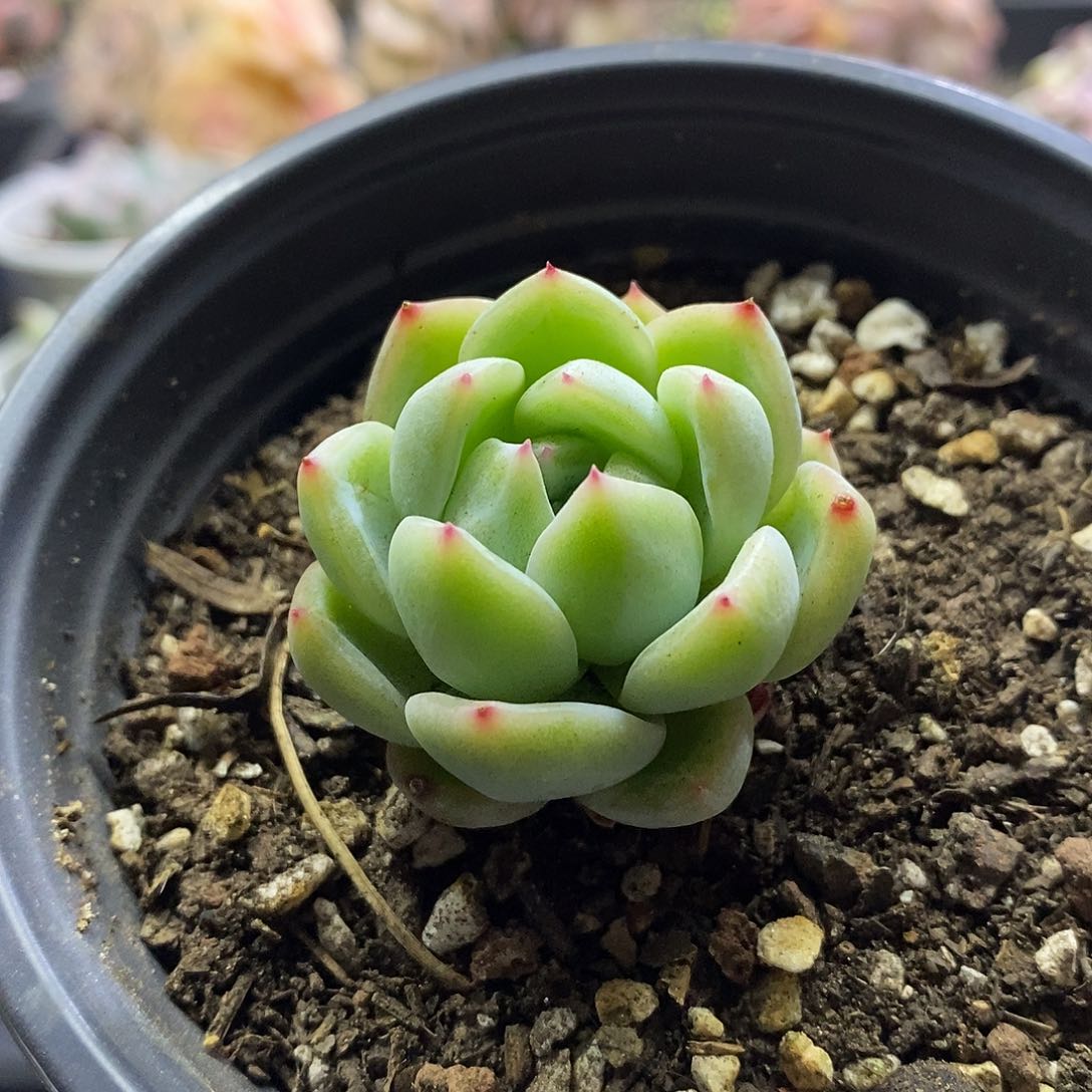 07183雪花珍妮多肉